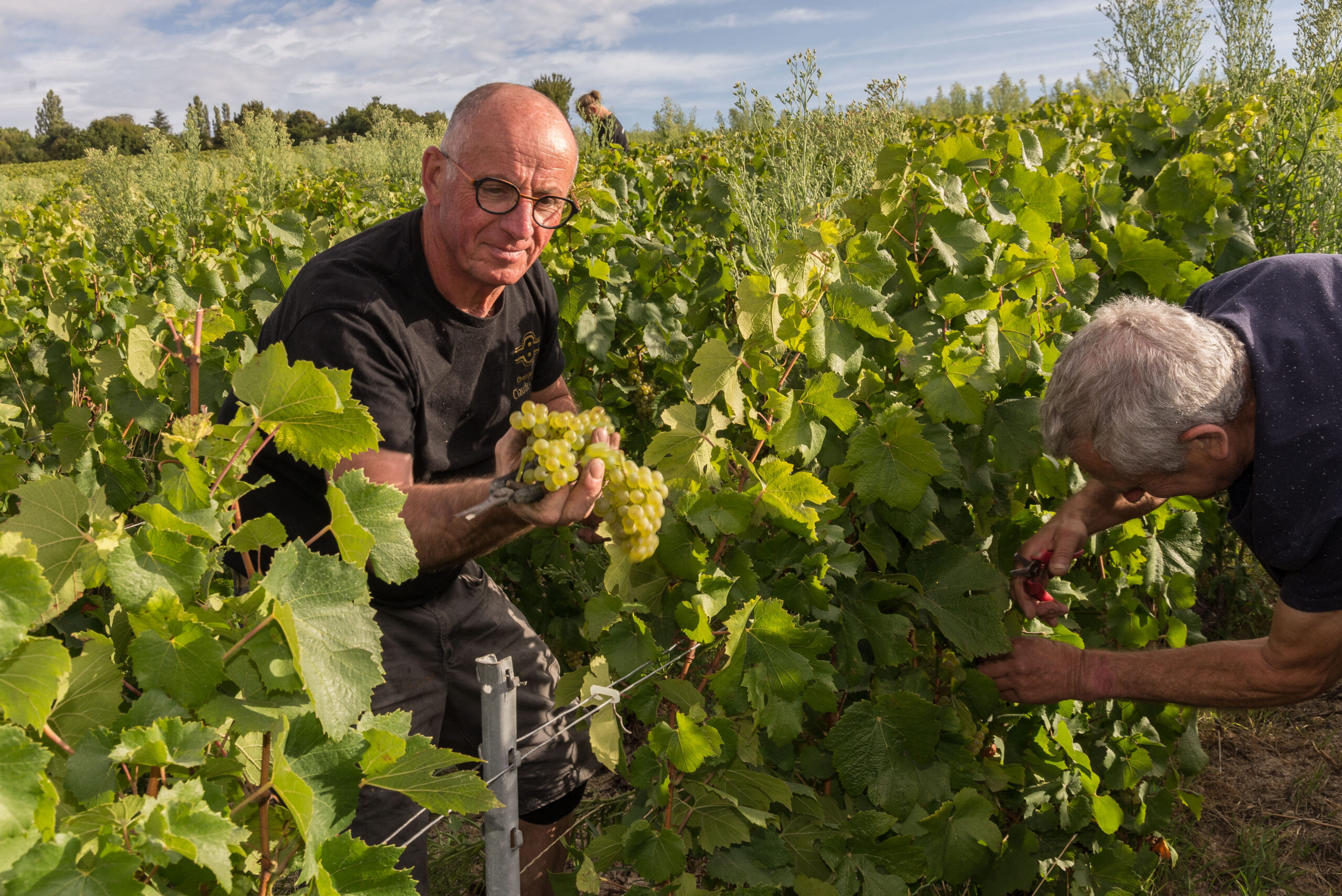 Dans les vignes