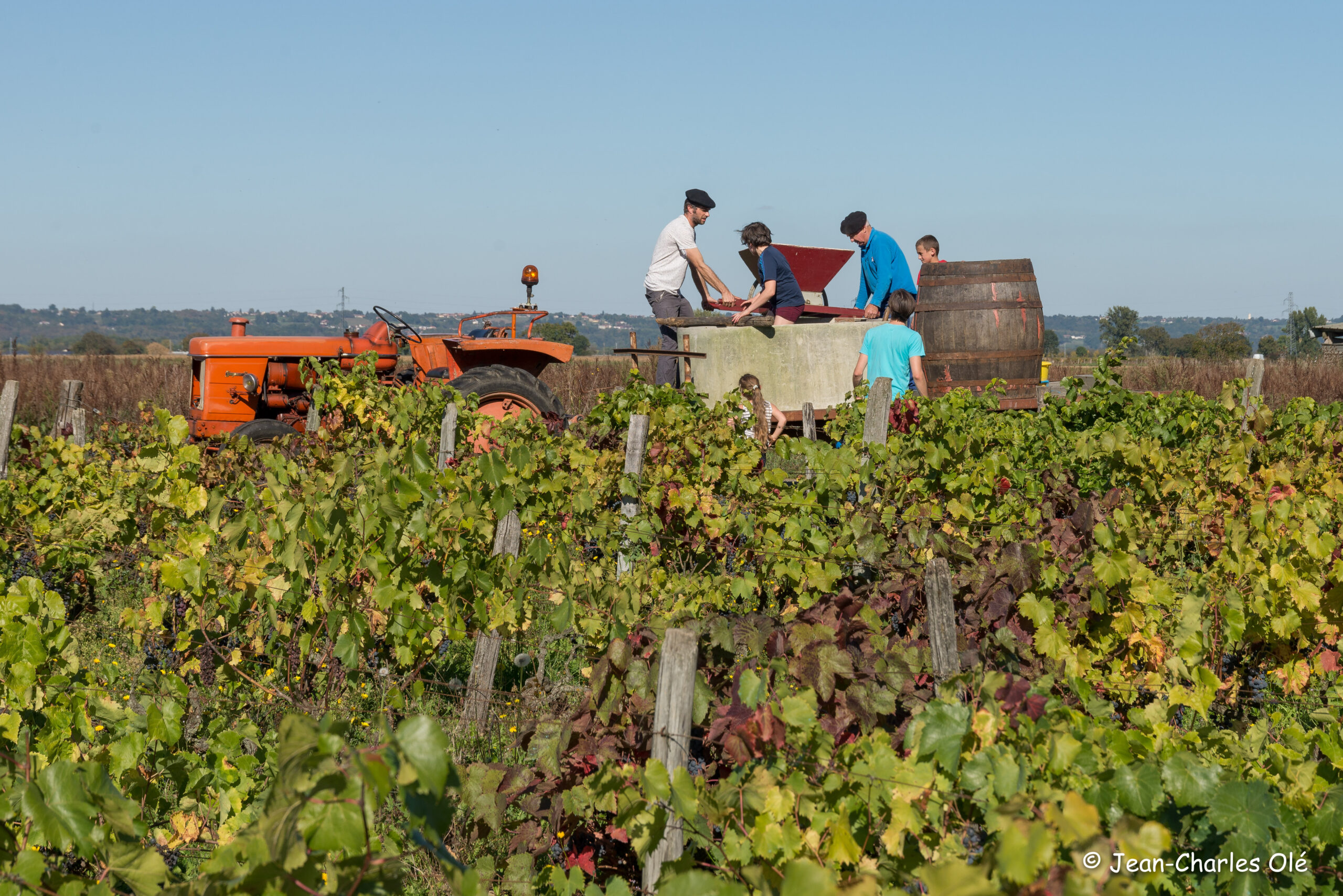 Les vendanges à Cier de Rivière